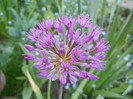 Allium Purple Sensation (2012, May 03)