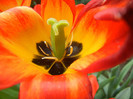 Tulipa Orange Bowl (2012, April 28)
