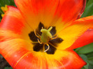 Tulipa Orange Bowl (2012, April 28)