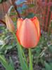 Tulipa Orange Bouquet (2012, April 22)