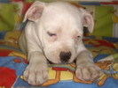 Buldog American