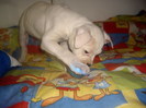 Buldog American