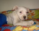 Buldog American
