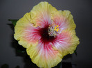 Hibiscus Tahitian Quinn