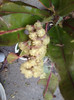 croton inflorit
