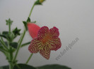 Kohleria Hanna Roberts