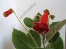 Kohleria Lena
