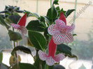 Kohleria Nasca