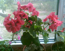 Picture 019