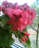 Picture 020
