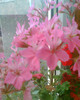 Picture 027