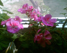 Picture 028