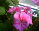 Picture 029