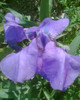 mai 2012