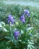 Picture 010