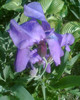 Picture 011