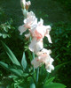 Picture 035