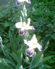 Picture 037
