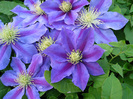 clematis_carnival