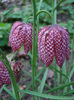 fritillaria snake