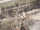DSC03736