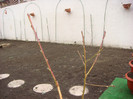 DSC03742