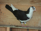 porumbei 2012 032