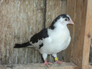 porumbei 2012 033