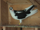 porumbei 2012 035