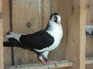 porumbei 2012 038