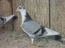 porumbei 2012 044