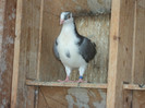 porumbei 2012 046