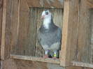 porumbei 2012 047