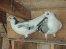 porumbei 2012 053