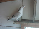 porumbei 2012 076