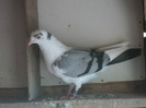 porumbei 2012 075