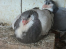 porumbei 2012 078