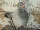 porumbei 2012 091