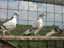 porumbei 2012 096