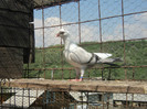 porumbei 2012 098
