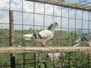 porumbei 2012 099