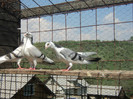 porumbei 2012 107