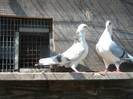 porumbei 2012 110
