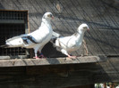 porumbei 2012 113