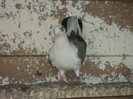 porumbei 2012 130