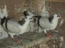 porumbei 2012 164