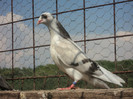 porumbei 2012 173