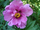 rocky peony