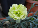 Dianthus Adorable JADE (2012, May04)