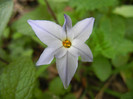 Spring Star Wisley Blue (2012, Mar.04)